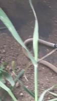 SnakeID project thumbnail