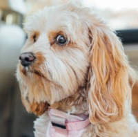 dog stressed n project thumbnail