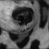 dog relax project thumbnail