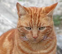 Cat Stress project thumbnail