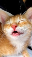 Cat Relax project thumbnail