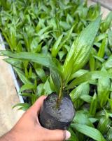 deteksi daun sawiit project thumbnail