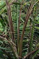 Deteksi Daun Bibit Sawit project thumbnail
