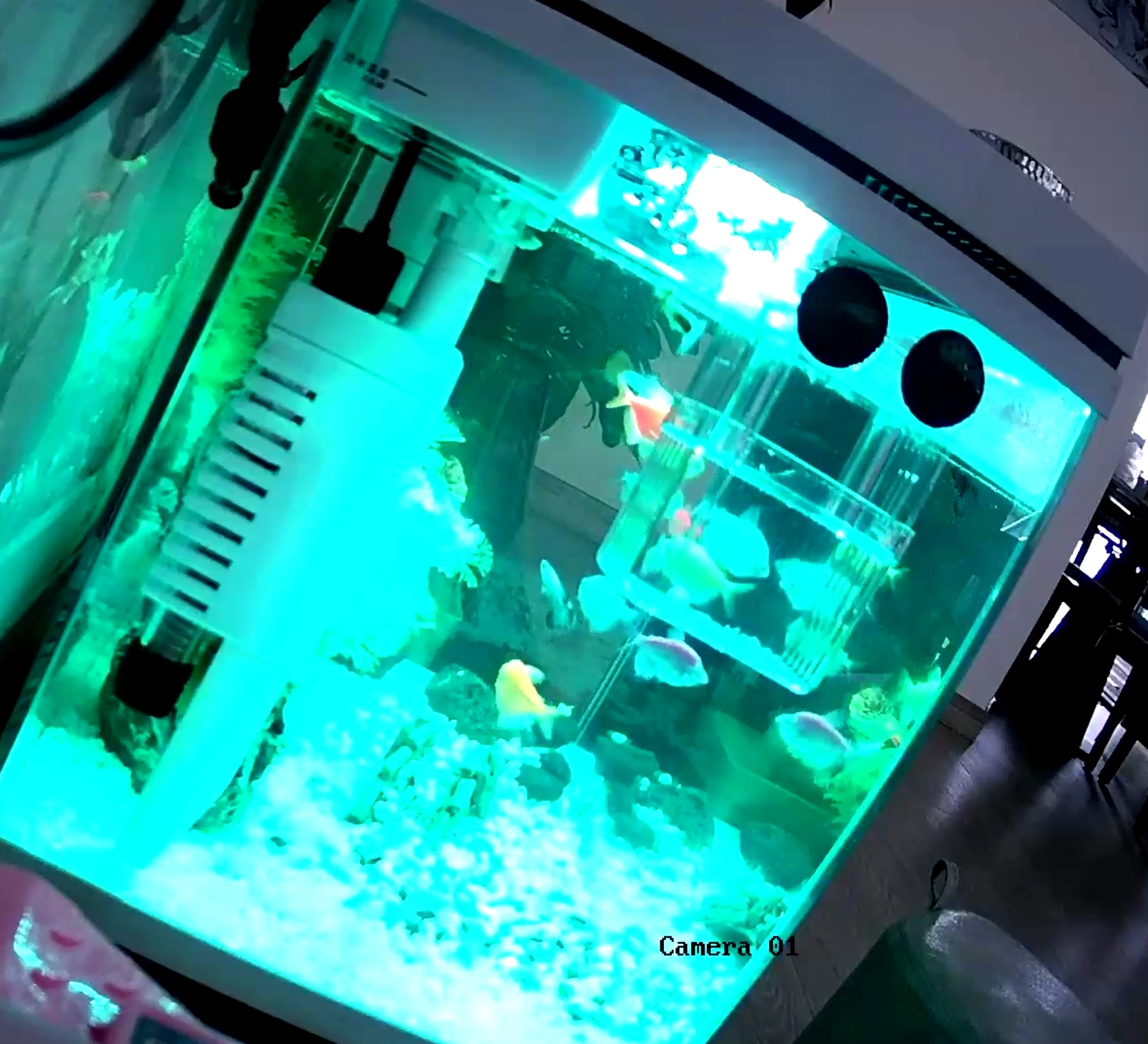 fish Object Detection Model by uav