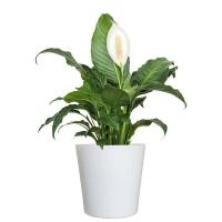 PlantDetect project thumbnail