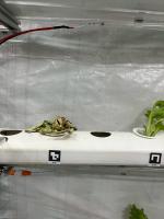 Final_Lettuce_Health project thumbnail
