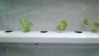 Starterlettuce_Health project thumbnail