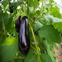 eggplant project thumbnail