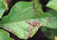 Leaf Disease project thumbnail