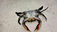 CRAB project thumbnail
