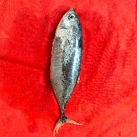 tuna project thumbnail