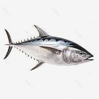 Tuna fish project thumbnail