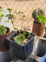 Enfermedades de plantas project thumbnail