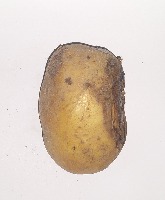 Rotten and Healthy Potatoes project thumbnail