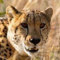 Dataset Image