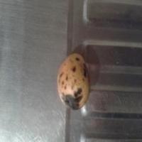 Fruit Defect Detection project thumbnail