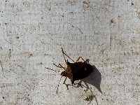 1003_insects_images project thumbnail