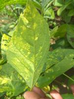 HPT EDAMAME project thumbnail