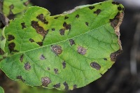 leaf disease project thumbnail