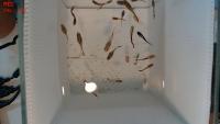 fish movie project thumbnail