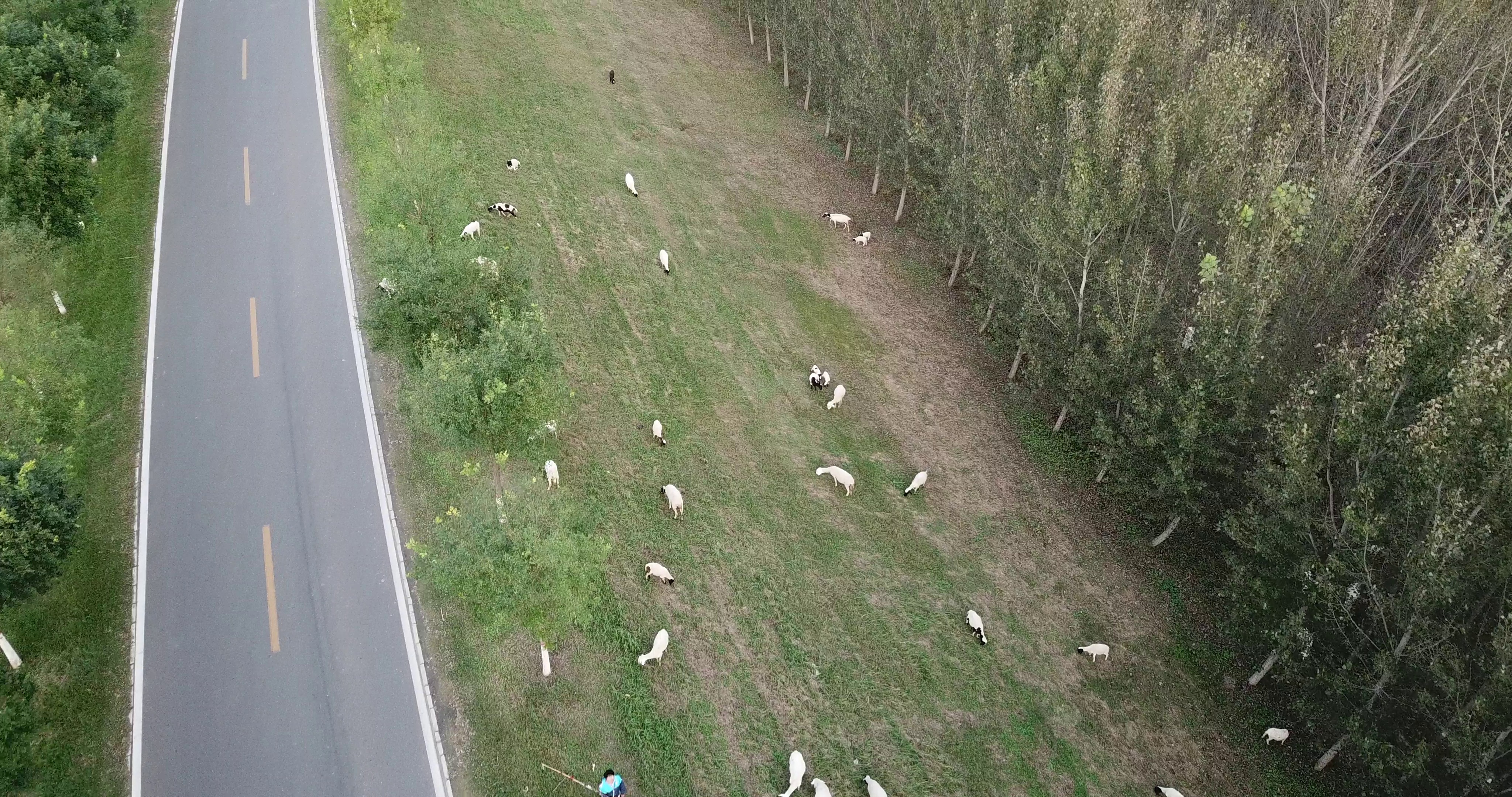 sheep Object Detection Dataset by FRANKLI