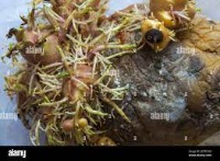 kesegaran-sayur-buah project thumbnail