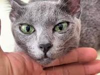 Thai Cat Breeds  project thumbnail