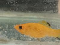 OrnamentalFishes project thumbnail
