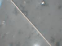 FIBER_seg project thumbnail