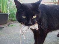 Cat project thumbnail