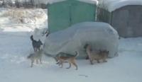 Stray_dog project thumbnail