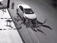 stray-dogs project thumbnail
