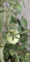 tomatoes-2-2wvhj-fsod-jlrm project thumbnail