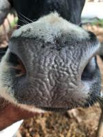 NewCowMuzzle project thumbnail