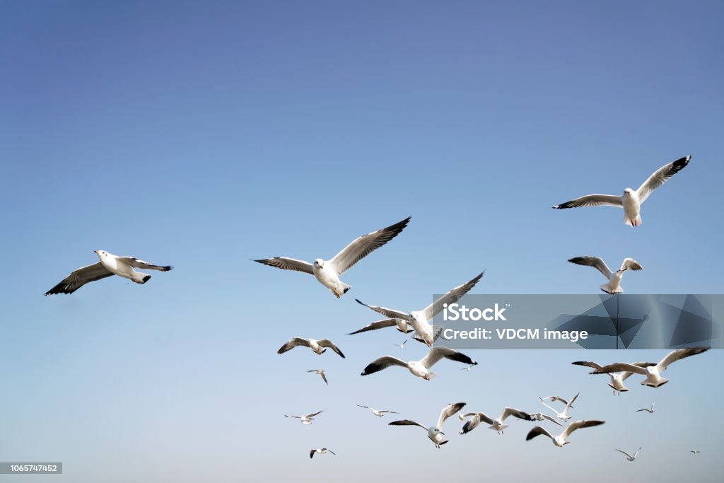 birds Object Detection Model by 1