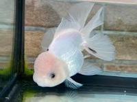 Goldfish_Project project thumbnail