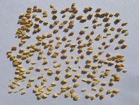 bean-segmentation project thumbnail