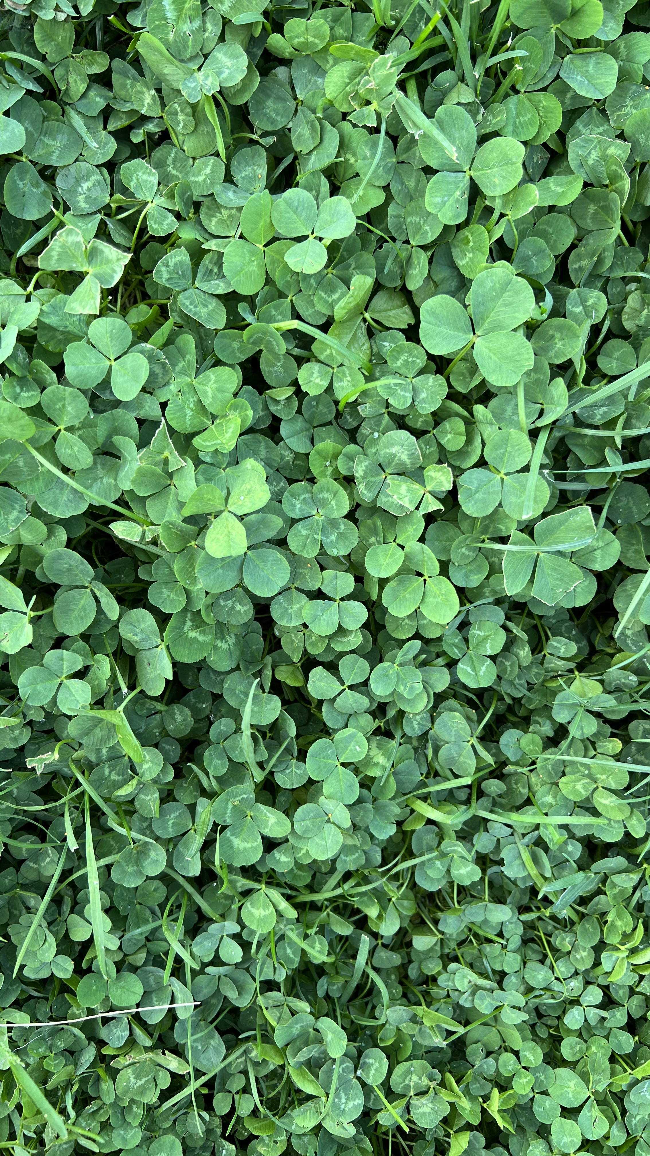 4 leaf clover detect Object Detection Model by test