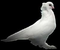 pigeon project thumbnail