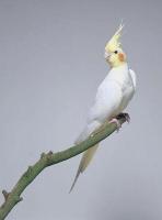 Parrot Hierarchical Detection Da project thumbnail