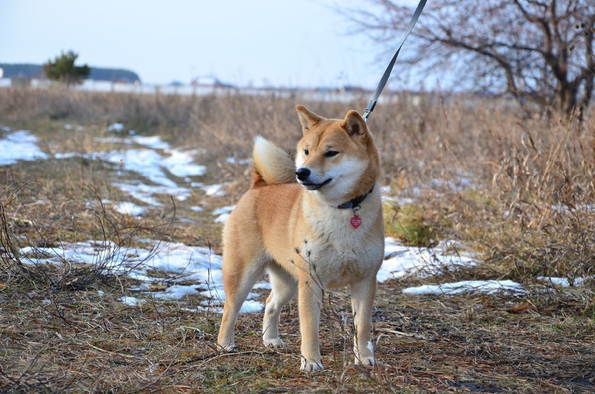 first project-dogs Object Detection Dataset and Pre-Trained Model by ...