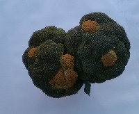 broccoli project thumbnail
