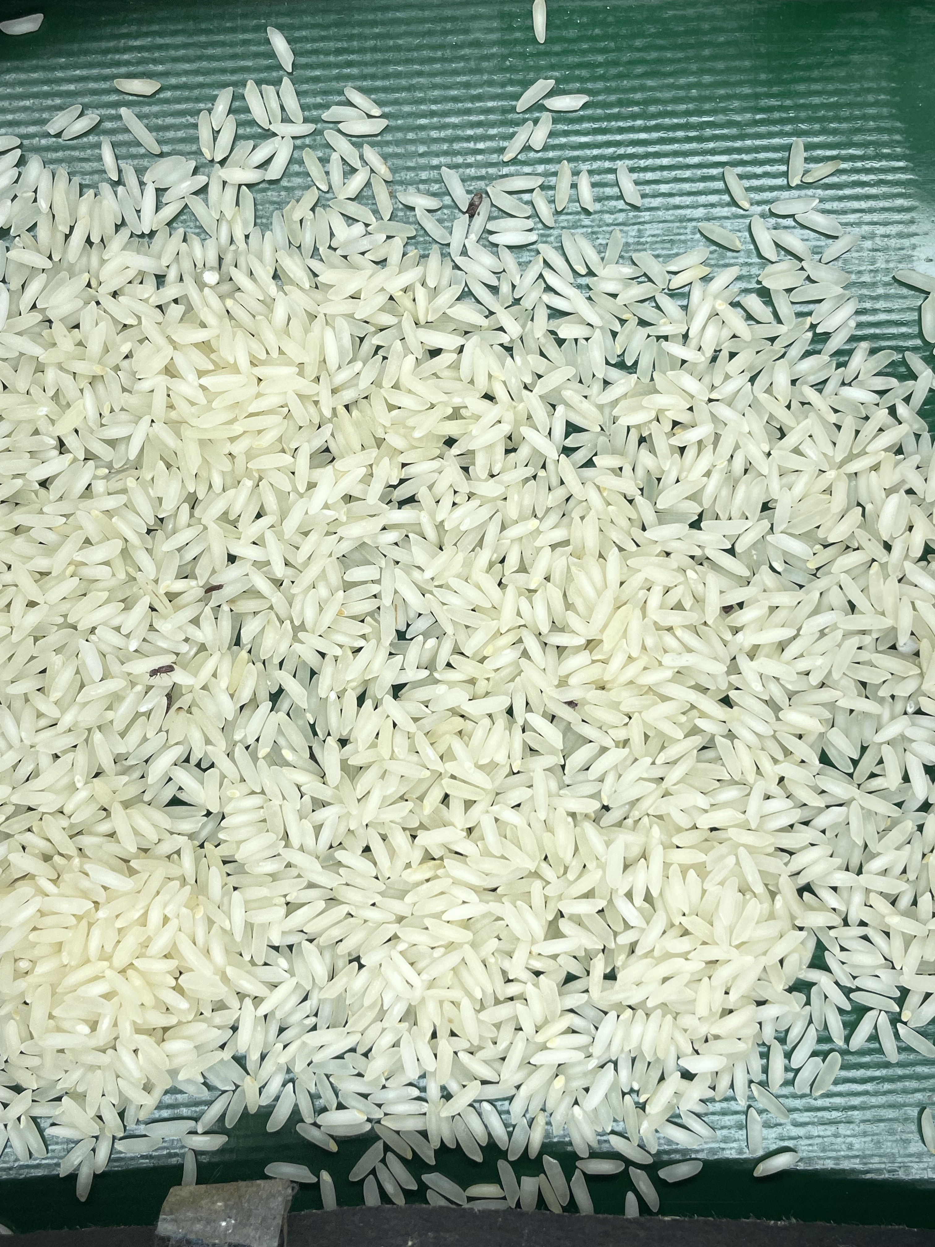 R.dominica rice Object Detection Model by Research