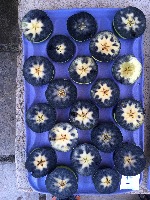 pomacea1-10 project thumbnail