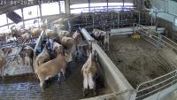 Dry Cow ID  project thumbnail