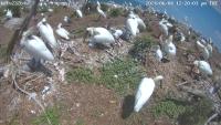 bird project thumbnail