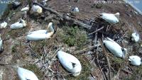 coastal birds project thumbnail