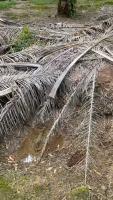 fronds detection project thumbnail