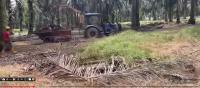 palm oil tree project thumbnail