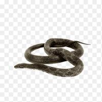 snake_type project thumbnail